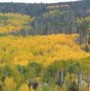 Yellow aspens in Colorado